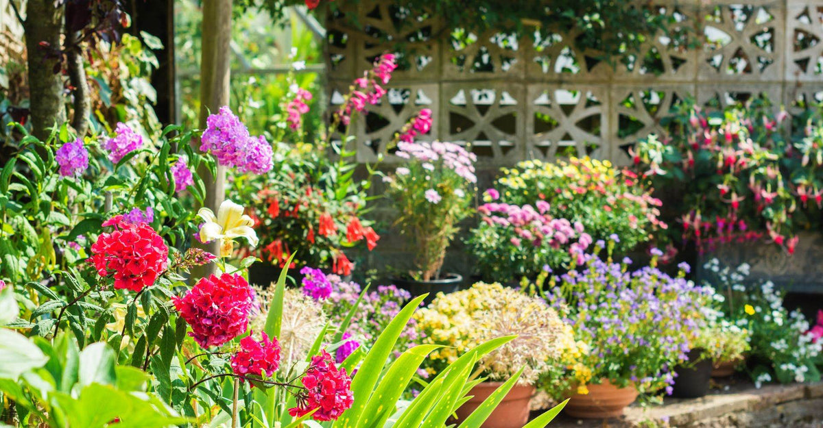The Healing Power of Nature: How to Create a Relaxing, Bird-Friendly Backyard - Best Brushes
