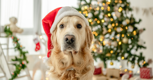 Golden retriever wearing a Santa hat in front of a decorated Christmas tree with soft holiday lights.