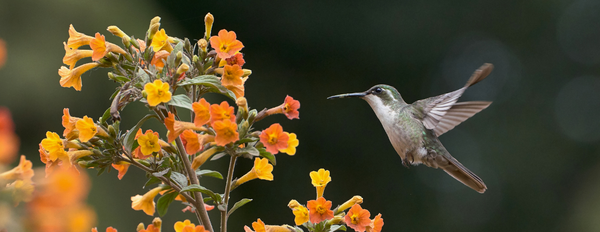 Gardening for Wildlife Collection