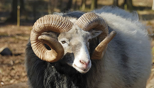 Gotland Sheep Slippers