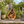 Teardrop Birdhouse - Large