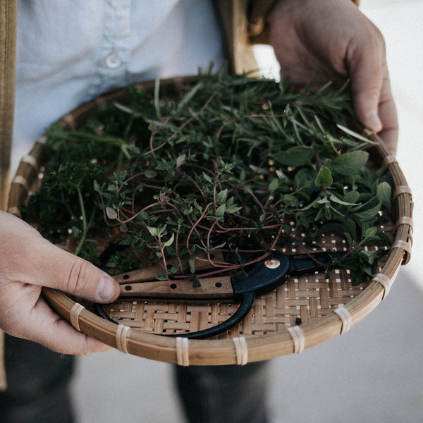 Bonsai Scissors