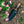 Japanese Gardening Ultimate Tool
