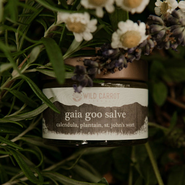 Gaia Goo Salve | All-Purpose Herbal Balm (1 oz)
